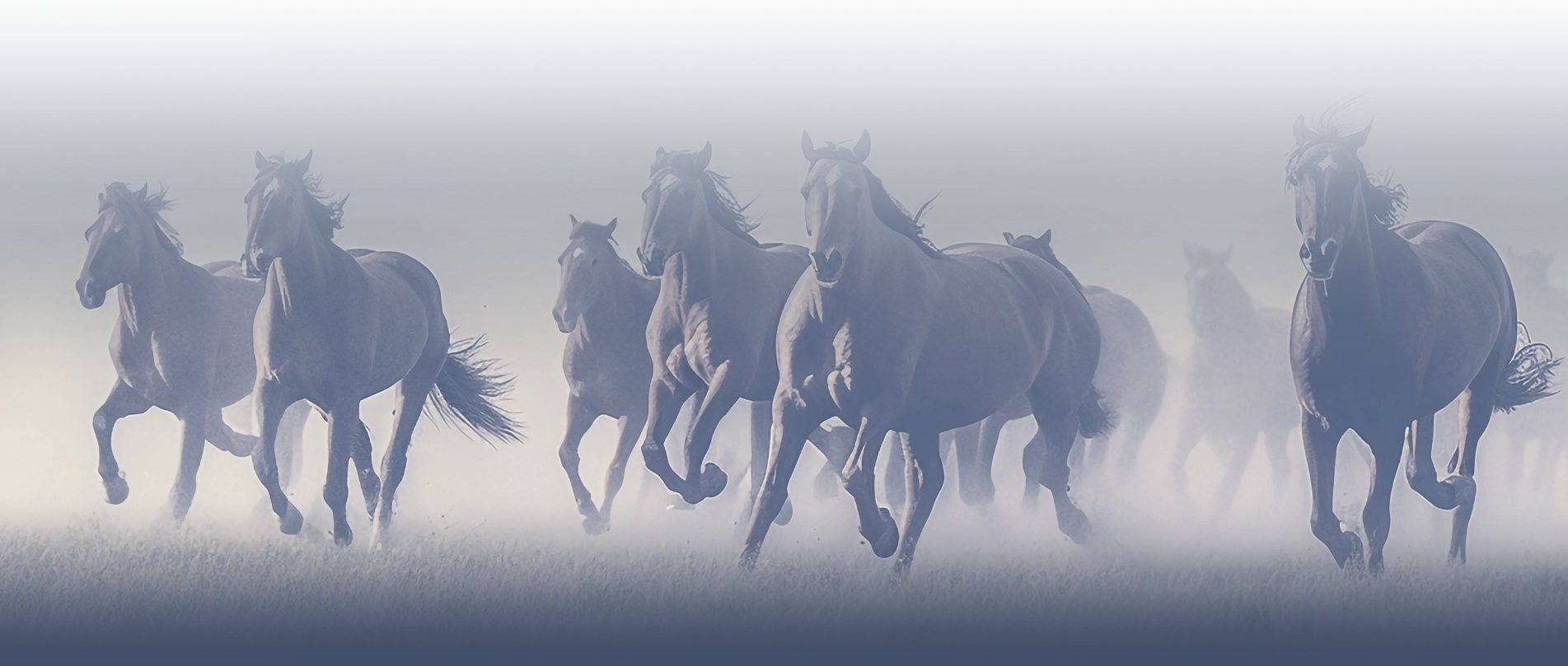 http://Wild%20horses%20running%20towards%20the%20viewer%20in%20a%20wide%20open%20field.%20There%20is%20a%20blue%20overlay%20on%20top%20of%20the%20image.