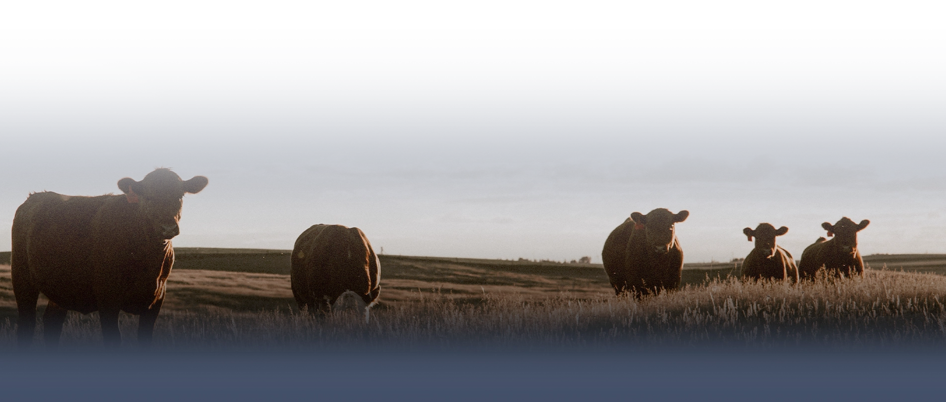 Multiple cows standing and laying down in a wide open field.